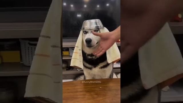 Забавные собаки