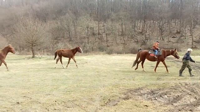 Первая поездка на лошади