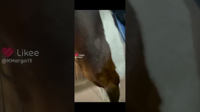 мои любимые лошадки