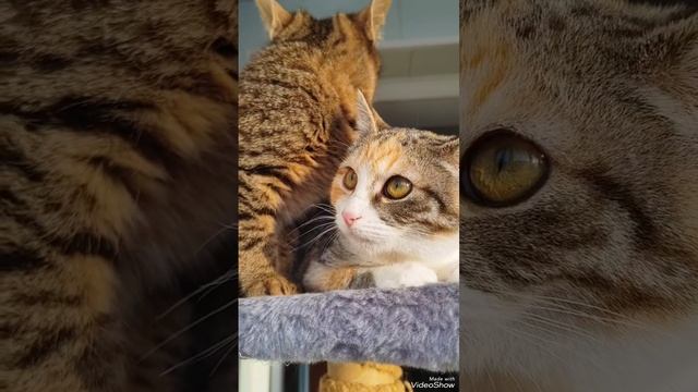 котята
