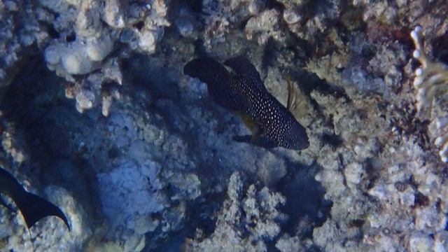 Calloplesiops altivelis.Марса Мубарак. Марса Алам. IBEROTEL Costa Mares. С Лилия Драч.