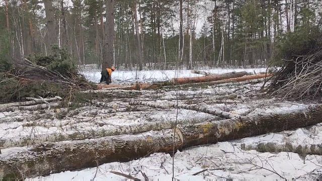 Валка леса среда день не лёгкий