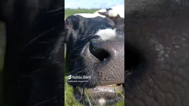 Корова нюхает объектив)