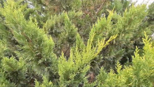 Купрессоципарис. Видео Л.П. Юрчишко