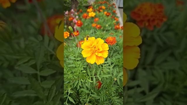 Мохнатый шмель