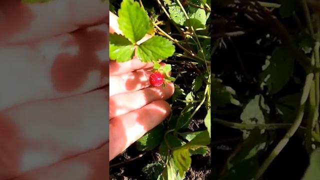 Советую садоводам вырастить дюшенею, она очень красива