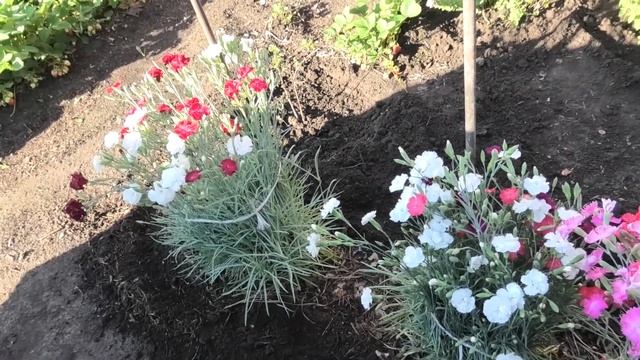 Гвоздика ГРЕНАДИН на пике цветения выглядит великолепно!