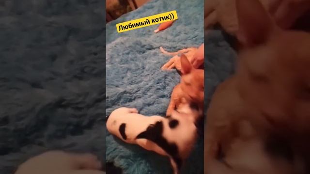 Бусинка и Жорж. Корниш рекс, 16 лет