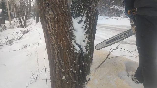 Валка Дерева Бензопилой Stihl MS 500i