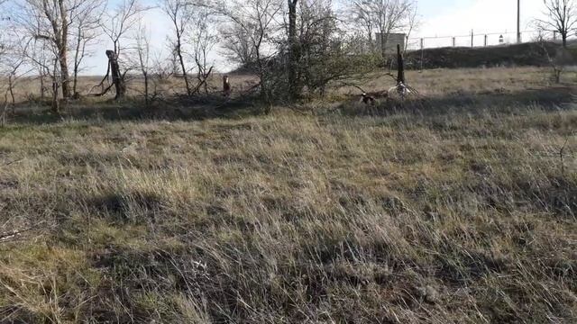 Эстонская гончая. Подъем куропатки