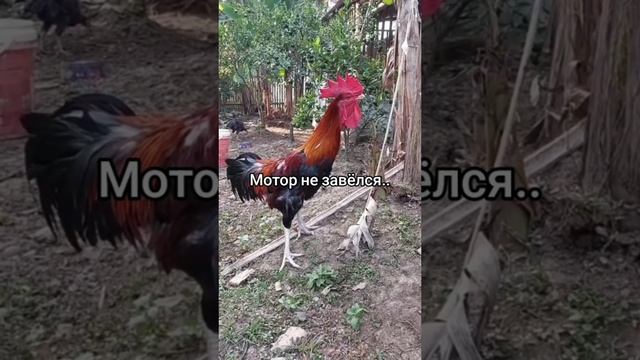 🐔🤣🐔