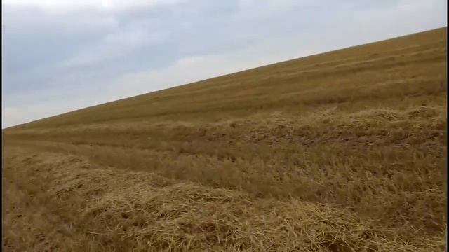 Сено солома,птенцы покинули гнездо,осень приближается!!!
