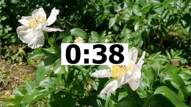 PLANTS AND GARDENING (Вербицкая 2025 вариант 6)