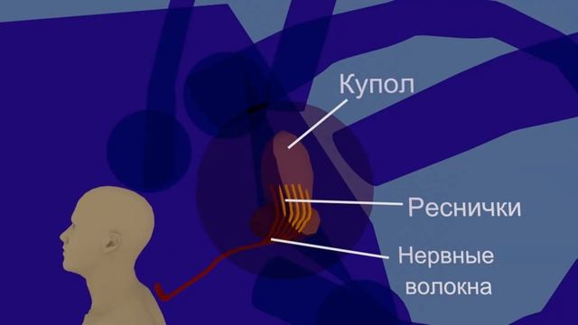 Преддверно-улитковый нерв и слуховой анализатор | Путь к мозгу  (схематично)  | Medanatfarm