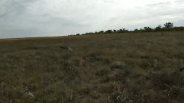 Гоша- боевой разворот