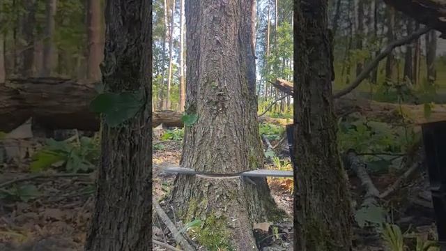 #lesorub #stihl #shorts #forest #tractor #stihl #landscaping #vermeer #work #treeremoval #wood