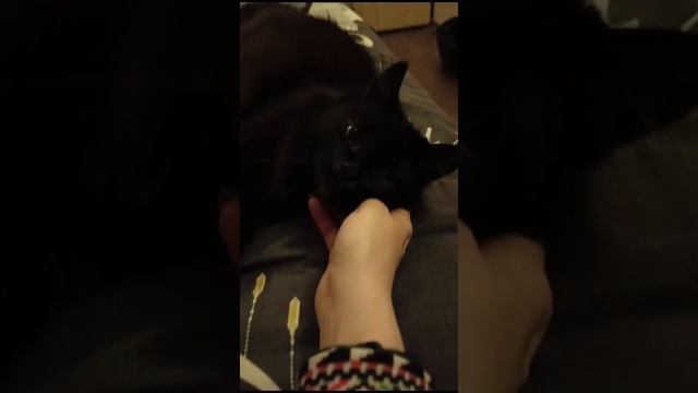 Кошечка Юнона гладится. Приветик из дома Приют