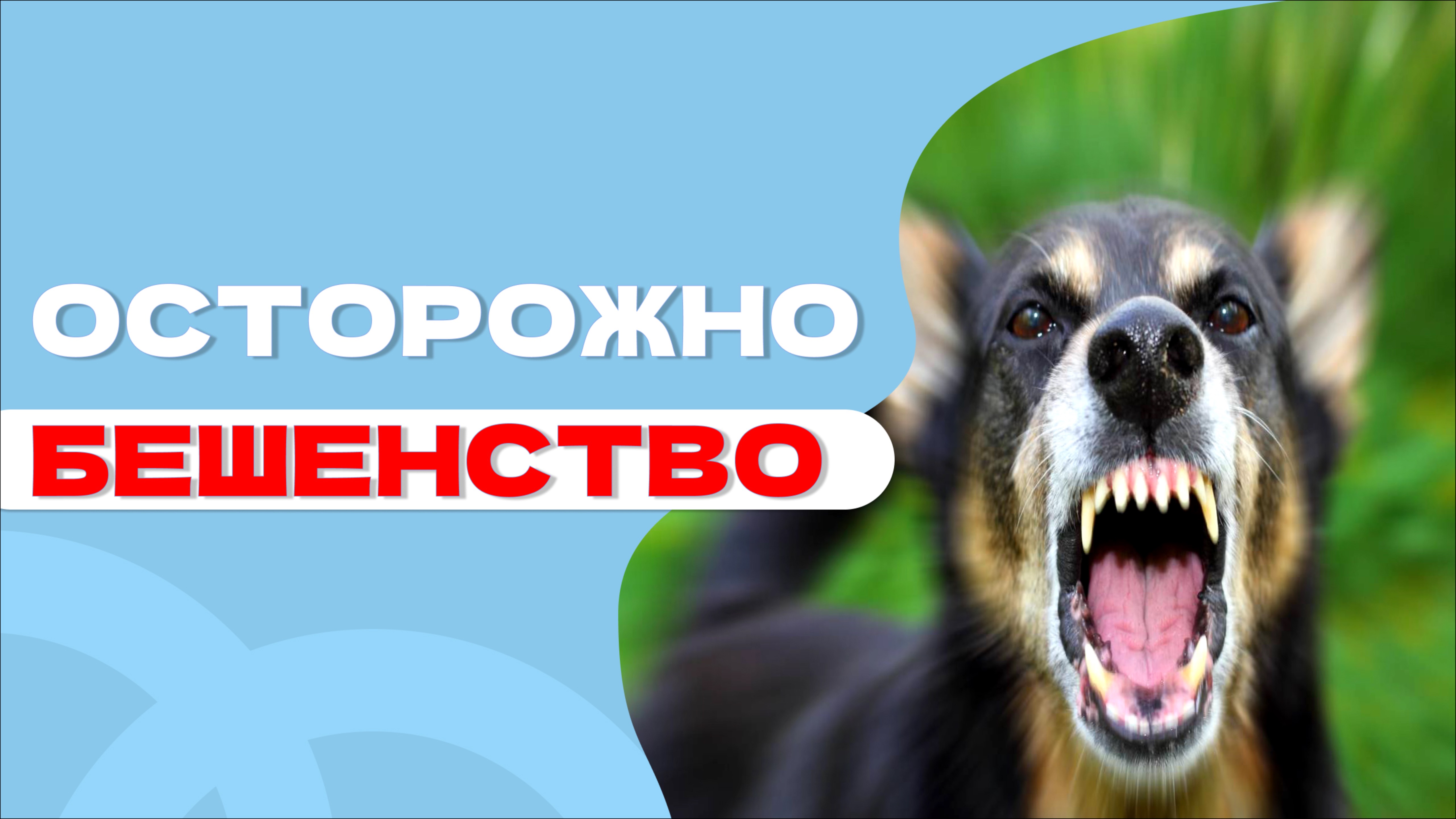 Все о вирусе БЕШЕНСТВО и как защитить собак