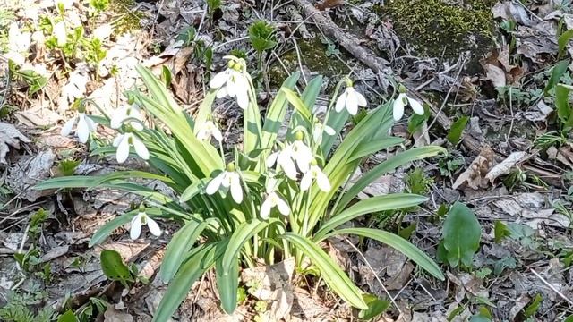 По Агармышу. 25.03.23.