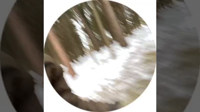 2_5274206443485008632.mp4