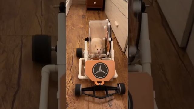 просто хамстер но не комбат