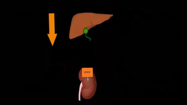 Витамин D | Что с ним происходит в нашем организме? | Medanatfarm