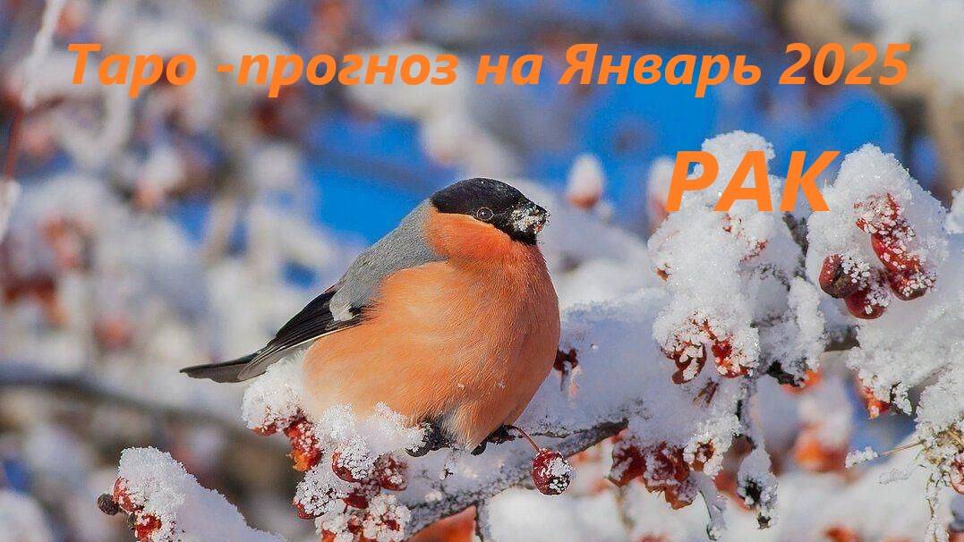 Таро-прогноз на ЯНВАРЬ 2025 для людей, родившихся под знаком зодиака РАК
