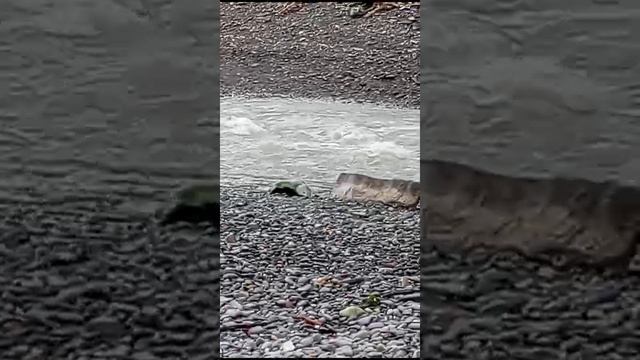 VID-20241218-WA0000.mp4