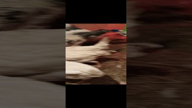 Что делать? Курицам не хватает белка.