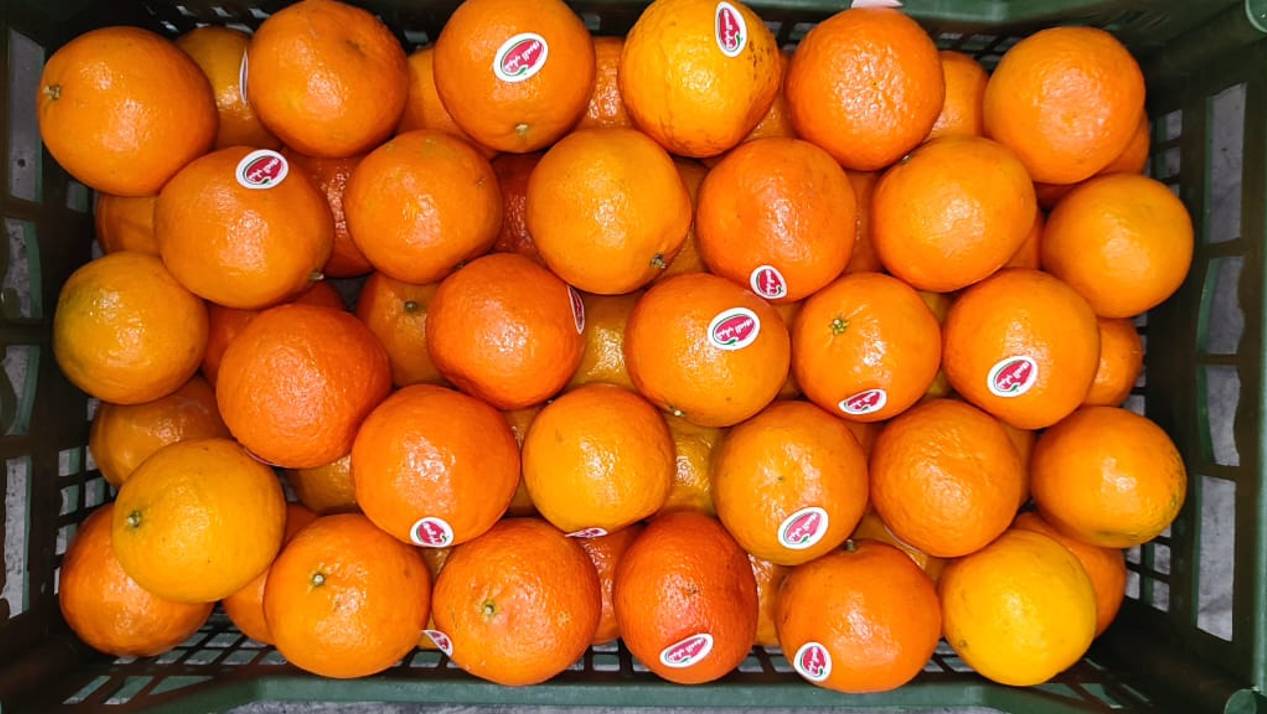 Мандарины Оптом, Египет, сорт Фримонт в Новороссийске