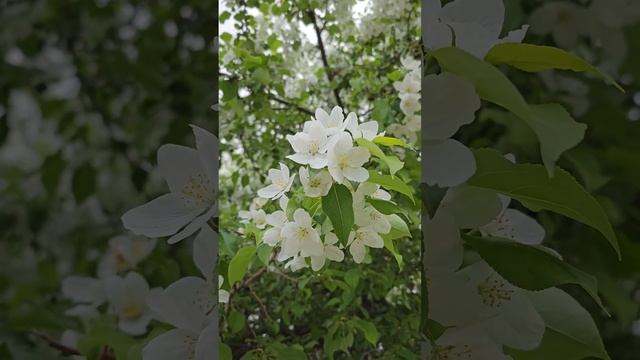 Яблоня цветёт