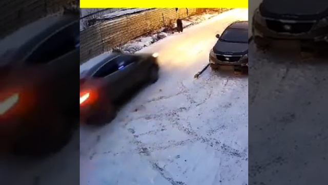 Наезд на собаку.