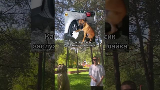 Пес заслужил ваш лайк? 😎