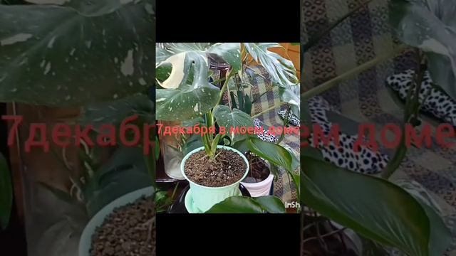 Зима и вечное лето