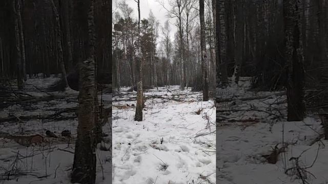 Первый день валки леса
