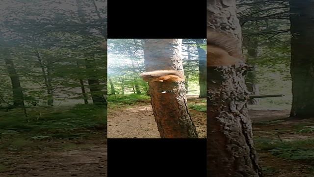 1000054494.mp4