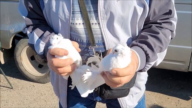 12-10-2024 года. Ярмарка голубей в городе Новоалександровске.