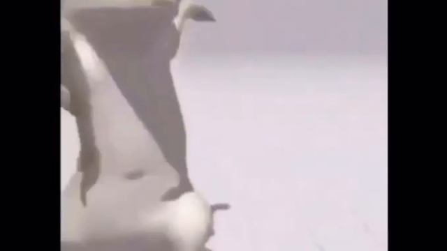 просто ящерица танцует свой танец