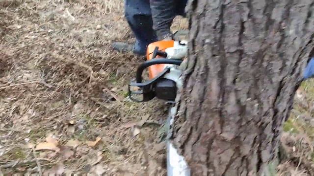 Валка леса Дима пила пила пила  Stihl MS 361