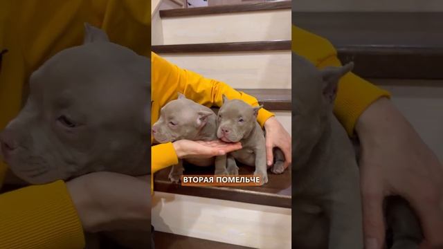 Щенки-бомбы_ малыши, которые взорвут вашу любовь. Американские булли покет 💣🫶