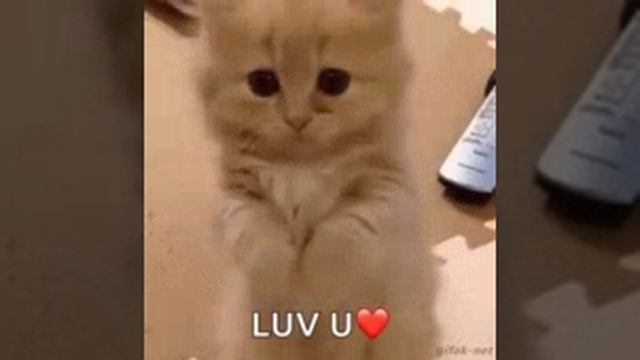 1000003741.mp4