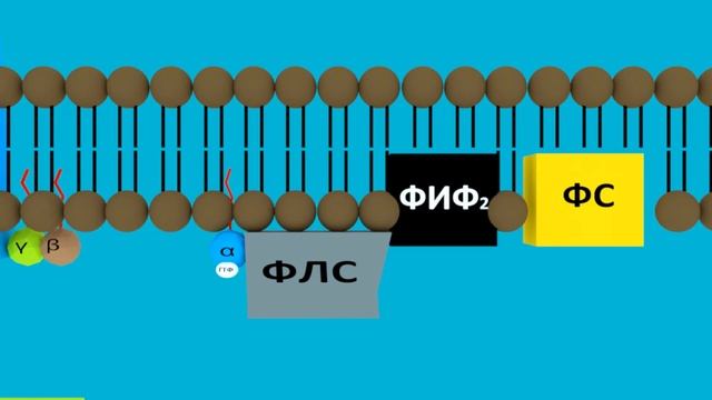 Инозитолфосфатная система | Medanatfarm