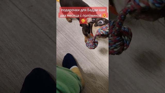 19-12-2024 любимец наш