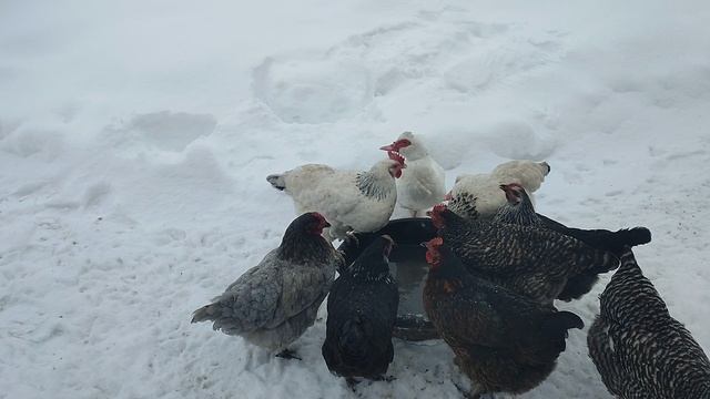 Почему зимой стараюсь ставить таз с водой на улице? 🤔