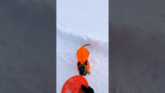 Спортивный Метис Прима - отдача диска в воздухе