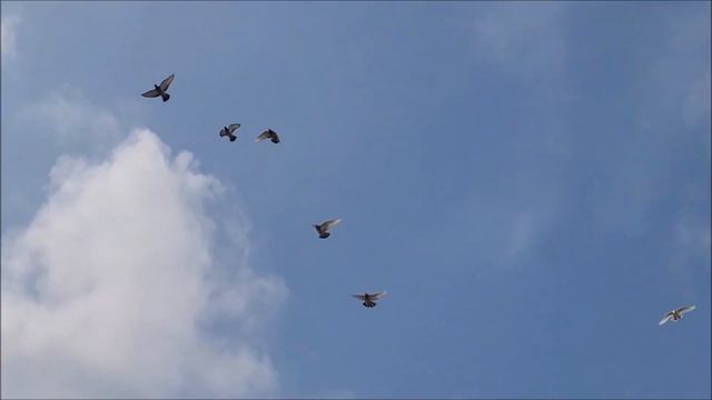 04 03 2024 года.Обзор моих голубей. 8 988 104 82 52 .