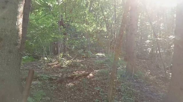 Двухдневная прогулка по древнему лесу.
