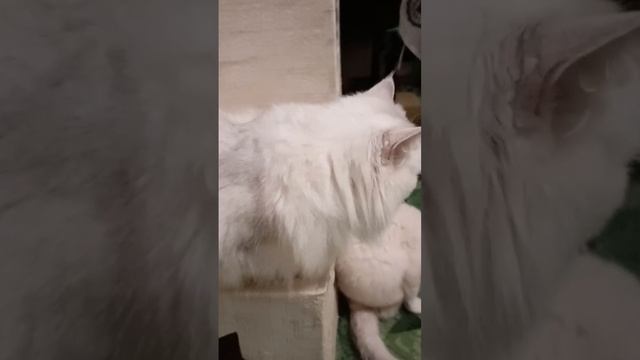 По просьбе её мамочки))) Туся-красотуся!