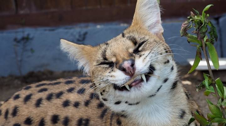 ВЕБкамера прямой эфир следим за Удивительным миром кошек - КАРАКАЛ