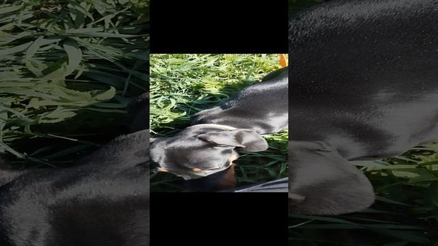 Бонька на даче